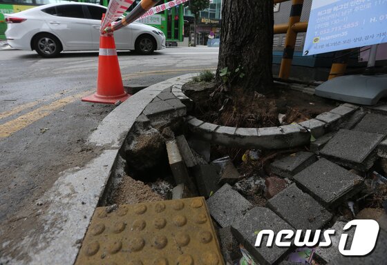 본문 이미지 - 인천 남구 주안로 도로의 보도블럭이 빗물의 힘을 견디지 못해 나무의 뿌리가 드러난 모습 2017.7.24 ⓒ 뉴스1 임준현 인턴기자