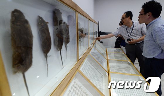 충북 청주시 오송읍 질병관리청 내 감염병매개 사육동에서 관계자가 쥐와 모기 등의 표본을 설명하고 있다.  뉴스1 ⓒ News1 장수영 기자