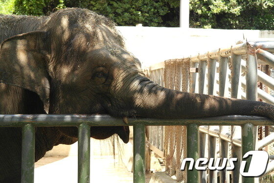 본문 이미지 - 전주동물원 코끼리 부부 코돌이(27)와 코순이(22·암컷)도 더위에 지친 듯 코를 기둥에 기댄 채 쉬고 있다.2017.07.26/뉴스1ⓒ News1 박슬용 기자