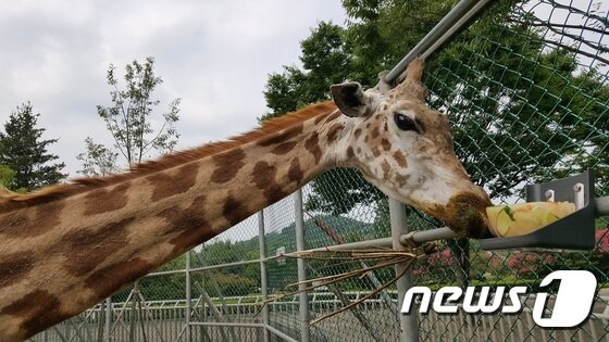 본문 이미지 - 얼음과자 먹고 있는 기린(전주동물원 제공)2017.07.26/뉴스1ⓒ News1 박슬용 기자