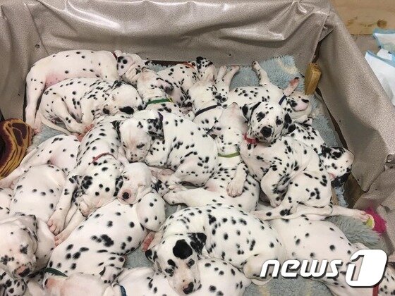 본문 이미지 - 새끼 달마티안 18마리의 모습.(사진 CC Dalmatians 페이스북)ⓒ News1