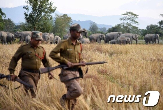 본문 이미지 - 인도 산림 관리원. (자료사진) ⓒ AFP=뉴스1
