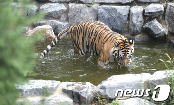 (과천=뉴스1) 오장환 기자 = 말복인 11일 오후 경기도 과천시 서울대공원에서 시베리아 호랑이가 무더위를 피해 물속에 들어가 있다. 2017.8.11/뉴스1