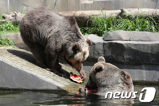 말복, 수박 먹는 불곰들