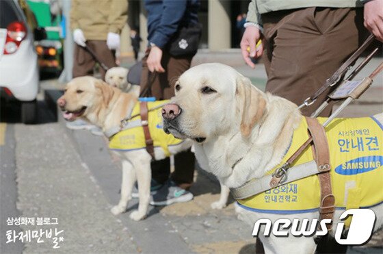 본문 이미지 - 사진 삼성화재 블로그 제공ⓒ News1