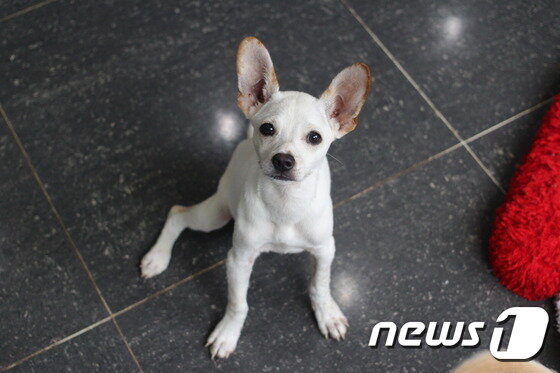 본문 이미지 - 선천적인 척추 기형을 갖고 있는 월이지만 애교가 넘치고 사람을 무척 좋아한다.(사진 동물자유연대 제공) ⓒ News1