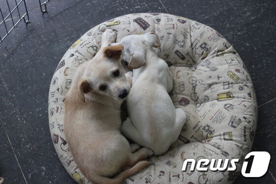 본문 이미지 - 동물자유연대 반려동물복지센터 입소 당시 월이(오른쪽) 모습.(사진 동물자유연대 제공)ⓒ News1