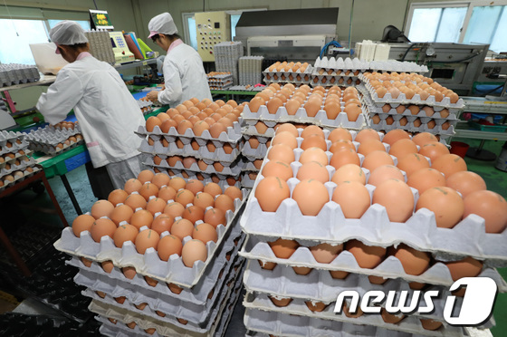 15일 오후 경기도 화성시 한 양계장에서 직원들이 달걀 출하 전 선별작업을 하고 있다.2017.8.15/뉴스1 © News1 오장환 기자