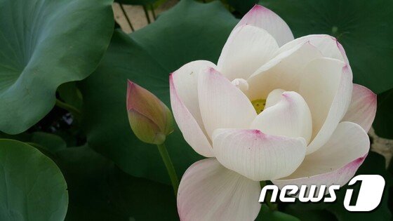 본문 이미지 - 조계사 연꽃ⓒ News1