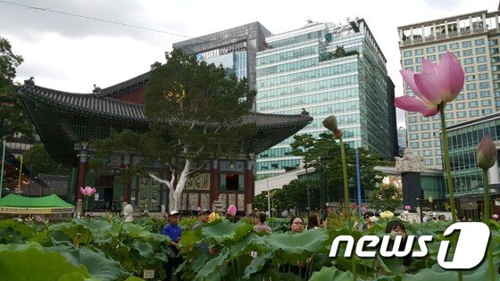 본문 이미지 - 조계사에 핀 연꽃들과 백송(가운데)ⓒ News1