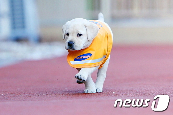퍼피워킹 중인 강아지. 사진 삼성화재안내견학교 © News1