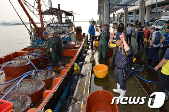 (포항=뉴스1) 최창호 기자 = 21일 오전 경북 포항시 북구 포항수협활어위판장에서 어민들이 갓 잡아온 다양한 수산물을 경매하기 위해 분주히 움직이고 있다.2017.8.21/뉴스1 …