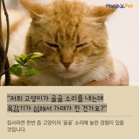 올어바웃펫] 고양이의 골골송…그 신비한 소리 이야기