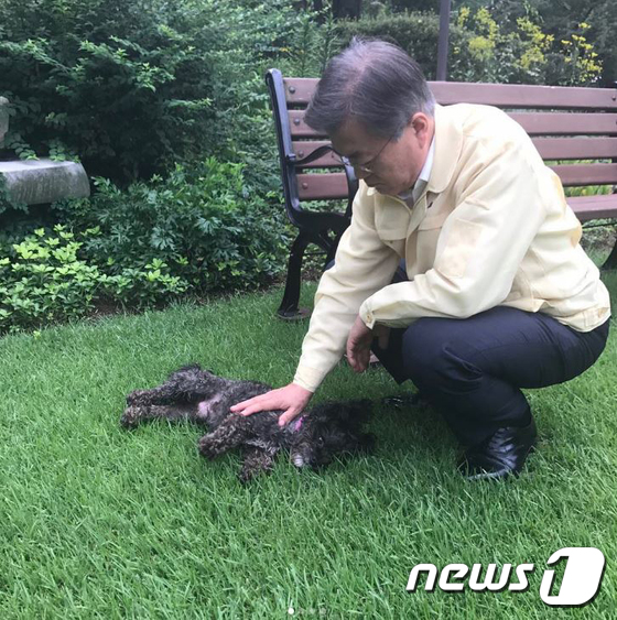 (서울=뉴스1) = 문재인 대통령이 27일  반려견 토리와 마루와 즐거운 시간을 보내고 있다. 문 대통령은 "출근길에 배웅해 주고 퇴근하면 반겨주는 토리. 목이나 배를 쓰다듬으면 …