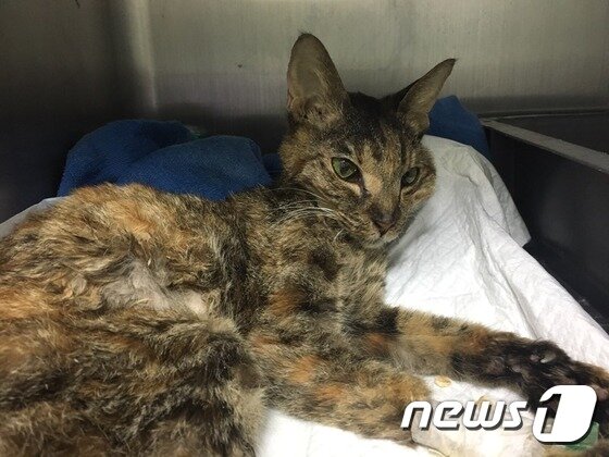 본문 이미지 - 열 두살 노령묘가 된 아끼는 구내염과 신장질환 등으로 동물병원을 찾는 일이 잦았다.(사진 나비야사랑해 제공)ⓒ News1