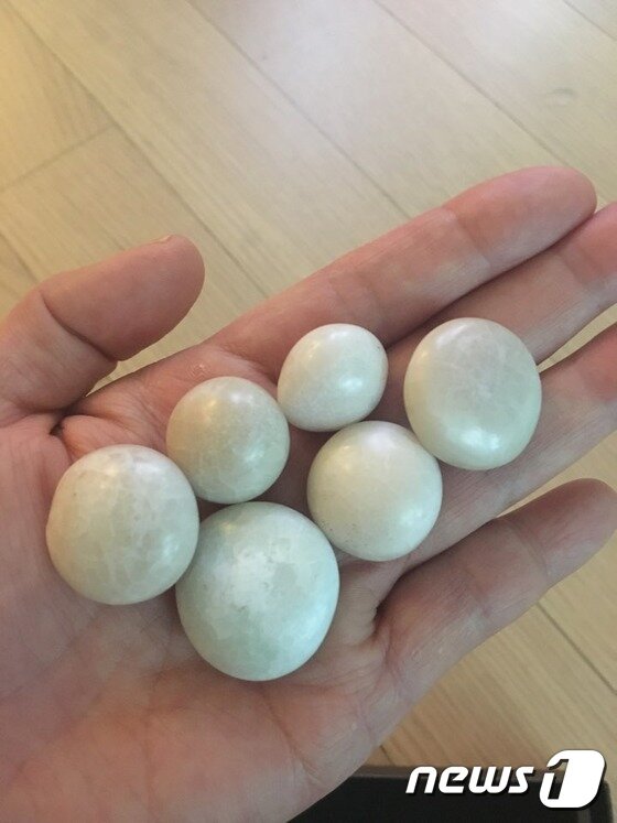 본문 이미지 - 돌이 되어 돌아온 '아끼'.(사진 나비야사랑해 제공)ⓒ News1