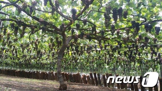 본문 이미지 - 전북 고창군 성송면 희성농장(대표 도덕현)의 슈퍼 포도가 본격적인 수확철을 맞아 또다시 주목 받고 있다. 포도나무 한 그루에 열린 포도들. ⓒ News1