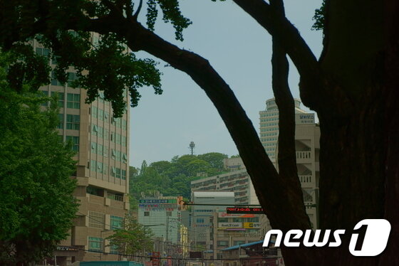 본문 이미지 - 회현동 은행나무에서 바라본 회현동. 멀리 남산이 보인다. ⓒ News1