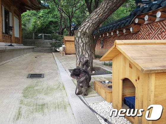 본문 이미지 - 임종석 실장이 페이스북에 공개한 토리와  마루의 모습ⓒ News1