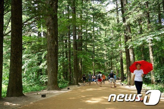 본문 이미지 - 월정사 천년의숲길 . 아름드리 전나무가 1km쯤 이어진다. 관광공사  제공ⓒ News1