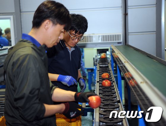 양구군 해안면 사과선별장에서 열린 ‘북위 38도 사과명품화사업 양구사과 APC 선별라인 가동식’에서 관계자가 선별 시연을 하고 있다.&#40;양구군청제공&#41;2017.9.11/뉴스1 ⓒ News1 홍성우 기자