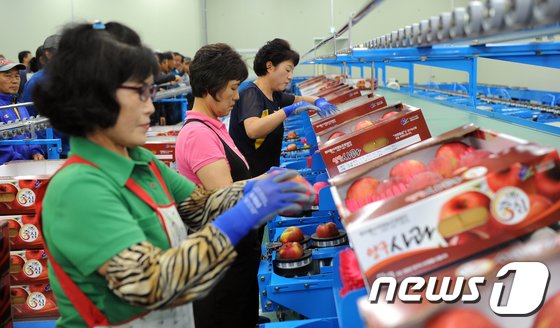 양구군 해안면 사과선별장에서 관계자가 선별된 사과를 포장하고 있다.&#40;자료사진&#41;/뉴스1 DB