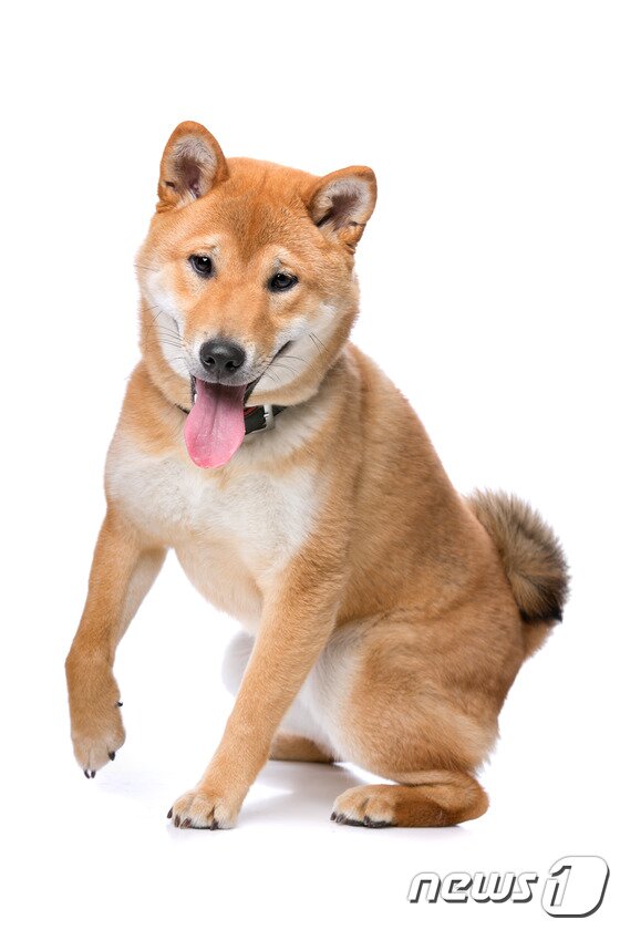 본문 이미지 - 동물들은 생각하고 행동하는 것보다 본능적인 행동이 빠르다.(사진 이미지투데이)ⓒ News1