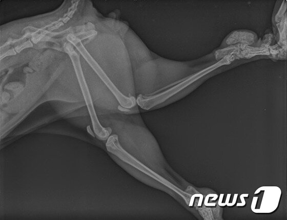 본문 이미지 - '골연골이형성증'을 앓고 있는 스코티쉬폴드 고양이의 엑스레이 사진.ⓒ News1