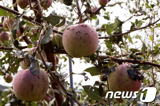 20일 오전 경북 안동시 풍산읍 죽전리 주민 임영진씨&#40;75&#41;의 사과밭의 사과가 전날 내린 우박으로 인해 큰 흠집이 생겨있다. 2017.9.20/뉴스1 ⓒ News1 피재윤 기자