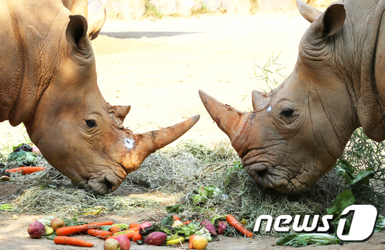 오늘은 세계 코뿔소의 날