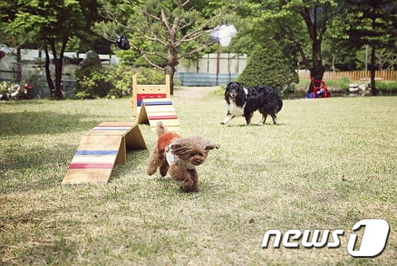 본문 이미지 - 사진 네이처스토리펜션 제공. ⓒ News1