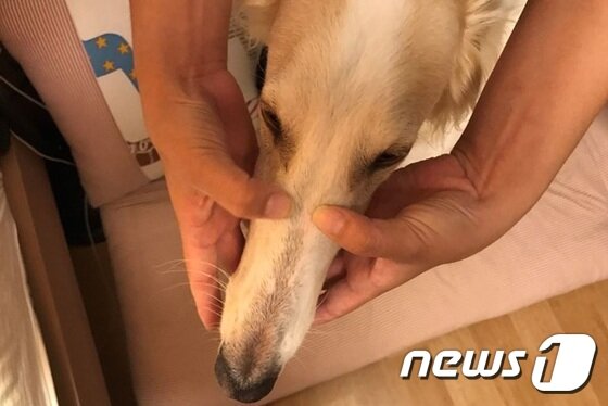 본문 이미지 - 강아지에게 마사지 하는 방법.(자료사진) ⓒ News1
