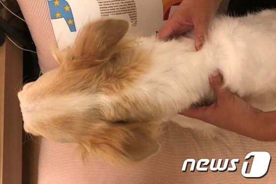 본문 이미지 - 강아지에게 마사지 하는 방법.(자료사진) ⓒ News1