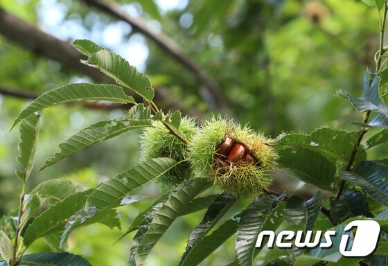 본문 이미지 - 밤나무 숲에서 밤이 익어가고 있다. &#40;뉴스1DB&#41; ⓒ News1 고재교 기자