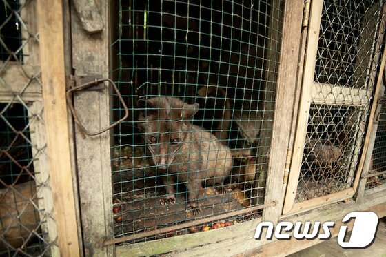 본문 이미지 - 인도네시아 농장 케이지에 갇혀 커피 열매만 먹으며 사육당하는 사향고양이. 사진 어웨어 제공 ⓒ News1