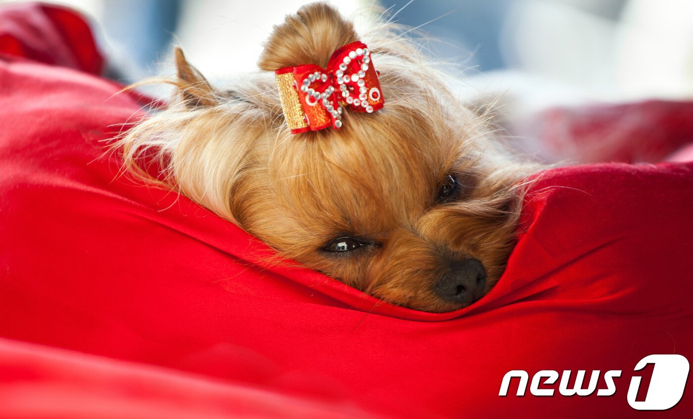 본문 이미지 - ⓒ News1