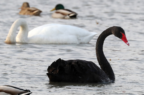 '블랙스완' 저자 탈레브 "AI 랠리 취약…SW 업계 파산" 경고