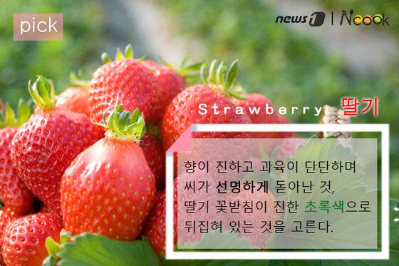 2월의 제철 과일 3선 (한라, 자몽, 딸기 고르는 법) 1