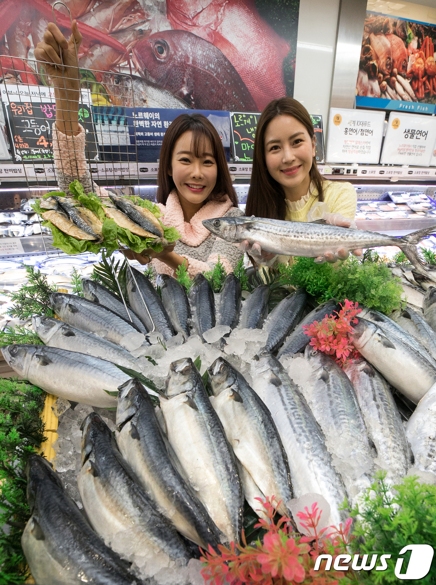 (서울=뉴스1) 이승배 기자 = 16일 오전 서울 중구 롯데마트 서울역점에서 모델들이 다양한 등 푸른 생선을 소개하고 있다.롯데마트는 오는 18일부터 일주일간 하회마을 안동 간고등 …