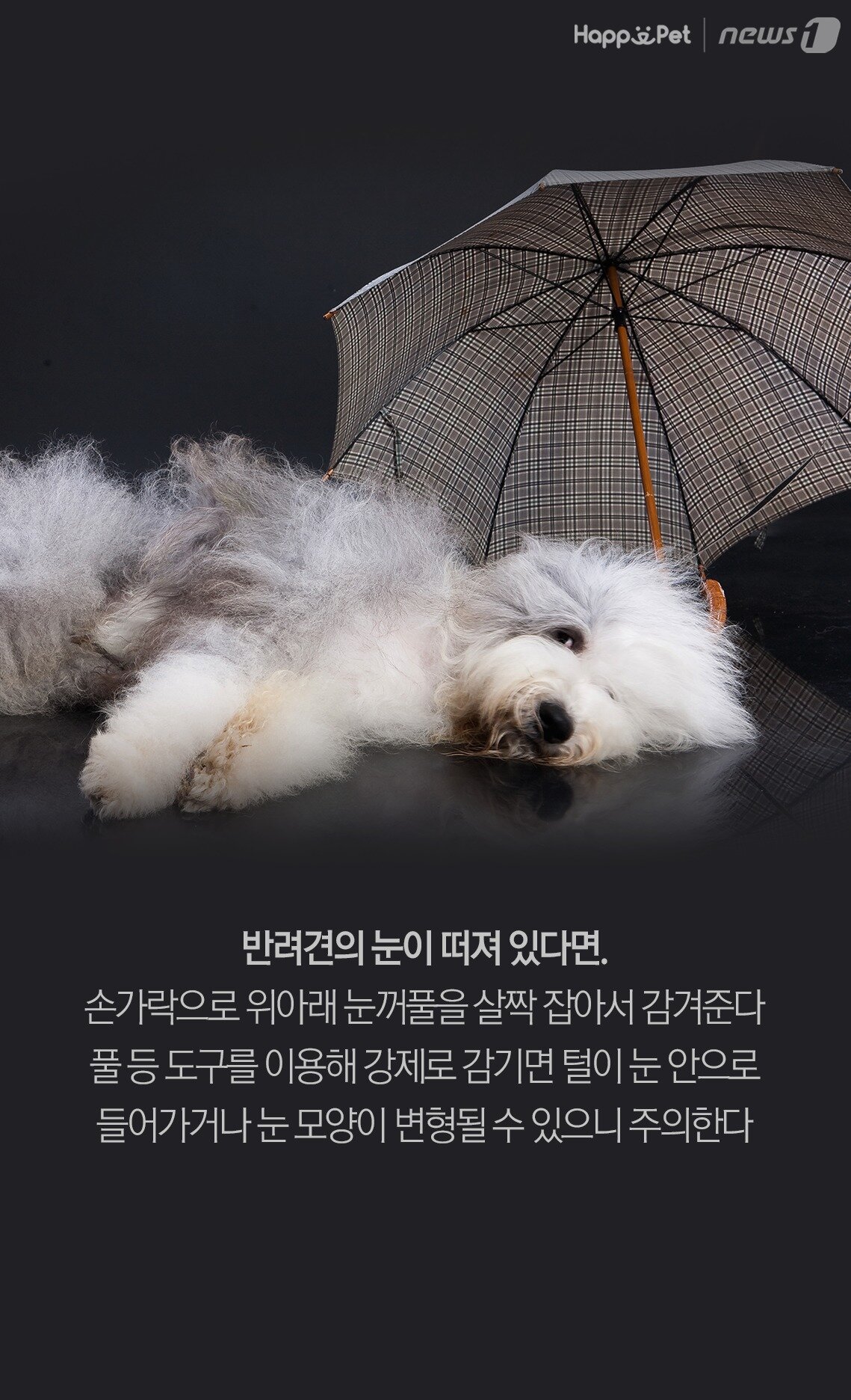 본문 이미지 -
