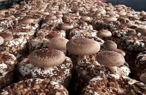 국산 둔갑 중국산 표고버섯 915톤 대형마트 유통…업주 구속 송치