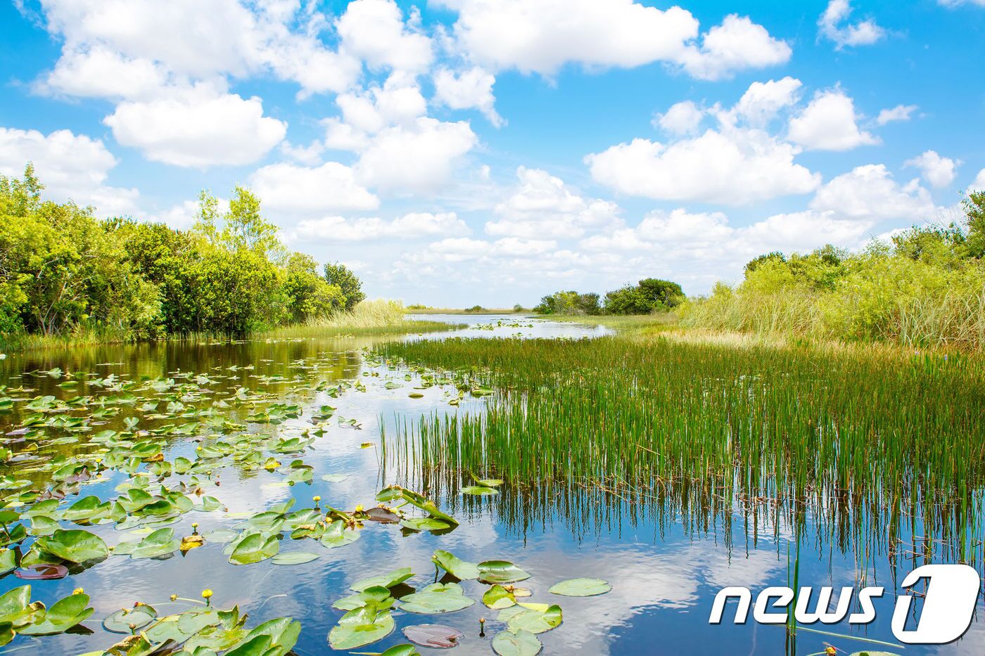 본문 이미지 - 에버글레이즈 국립공원ⓒ News1