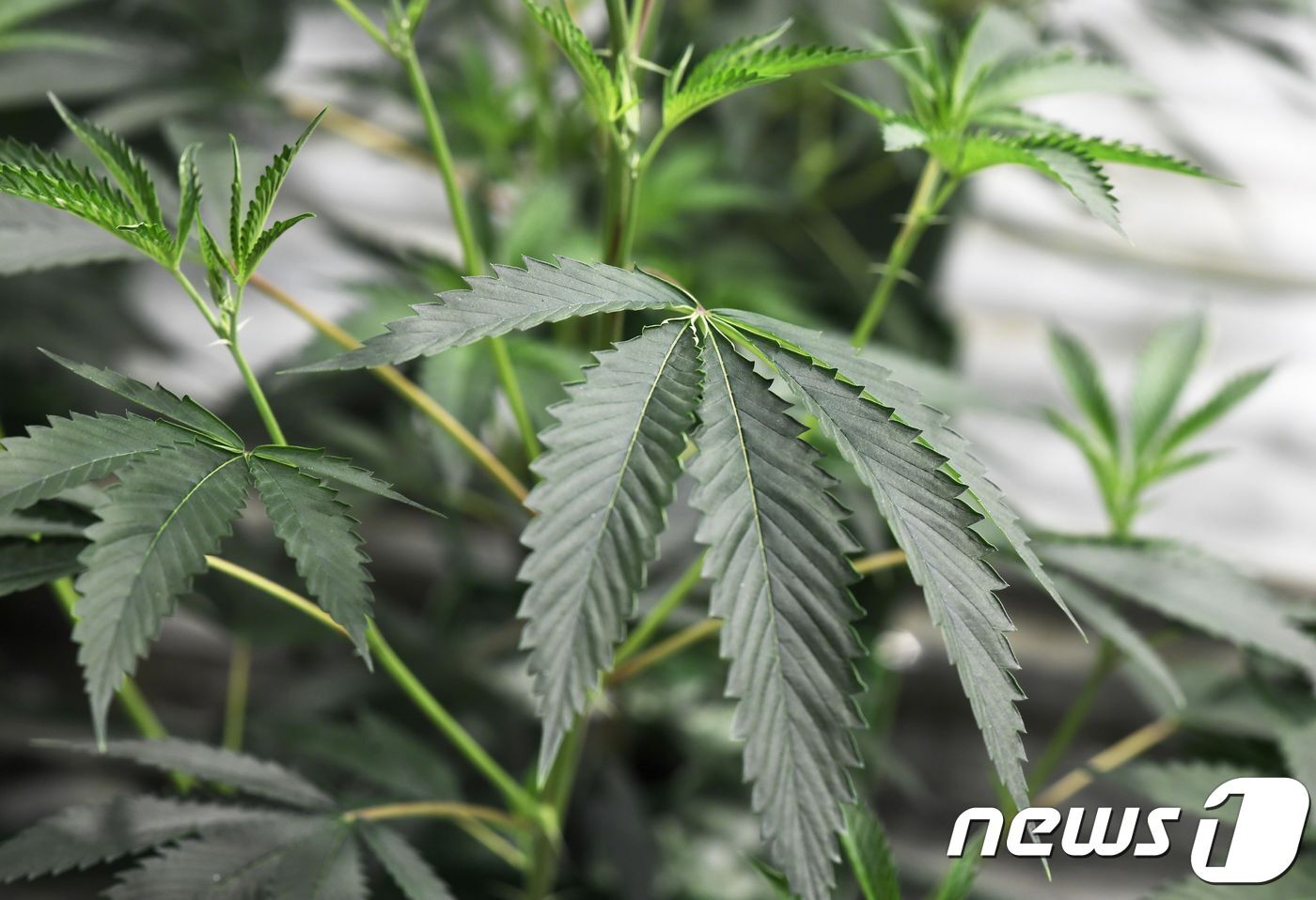 본문 이미지 - ⓒ AFP=뉴스1