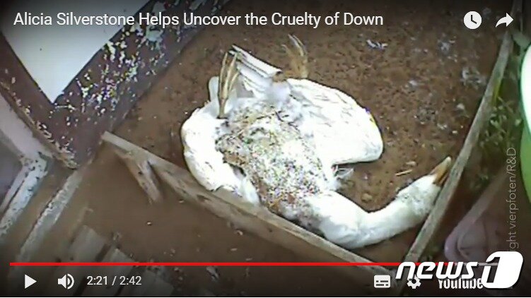 본문 이미지 - 산채로 털 뽑히는 거위(사진 PETA 유튜브 캡처)ⓒ News1