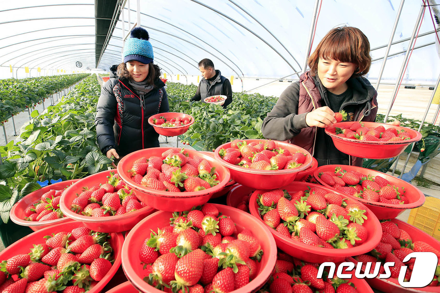 (광주=뉴스1) 남성진 기자 = 24일 오전 광주 북구 건국동 지산딸기재배하우스에서 농민들이 농약을 사용하지 않고 클로렐라 농법으로 재배한 지산딸기를 수확하고 있다. 광주 농업기술 …