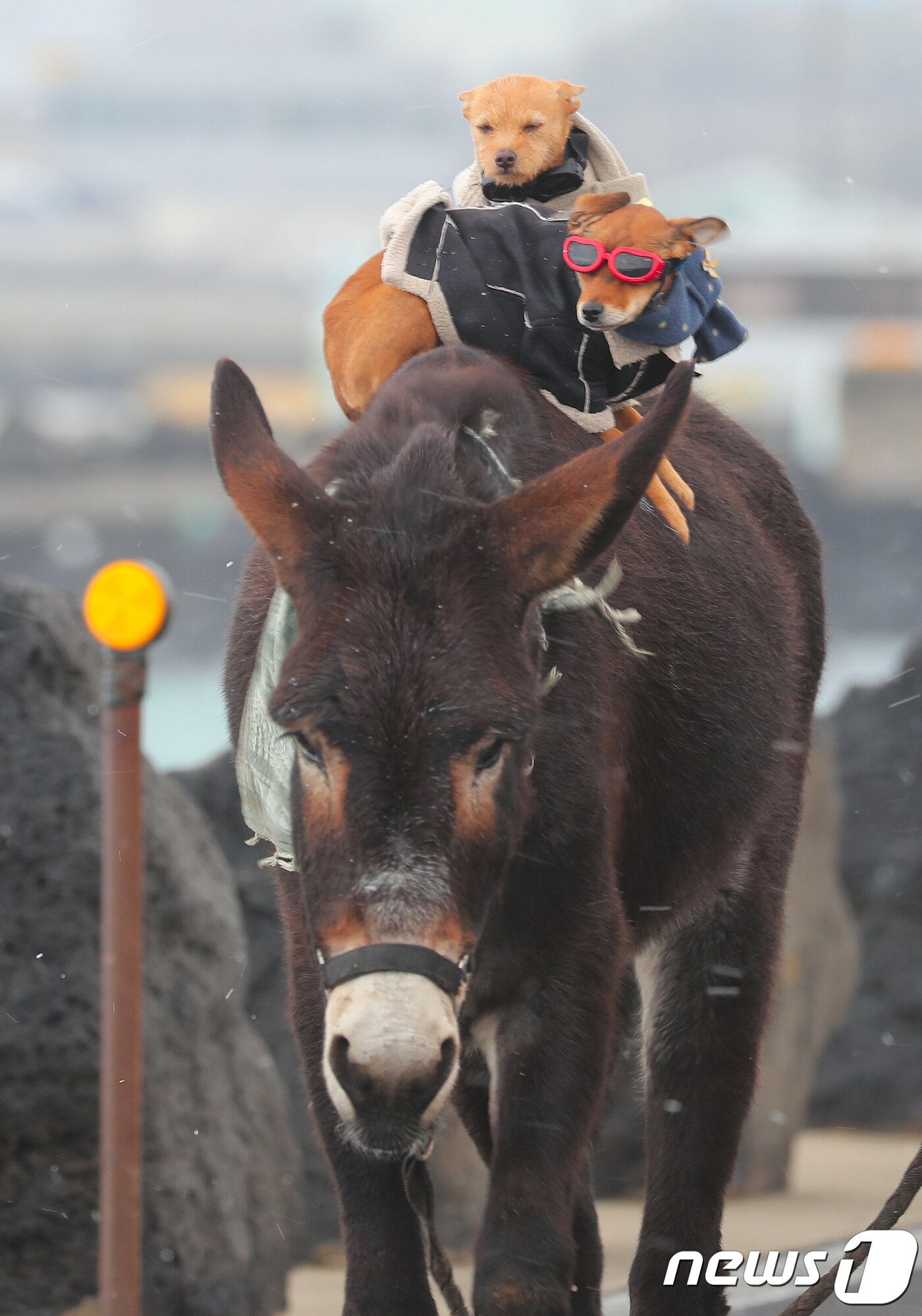 본문 이미지 - 9일 제주시 구좌읍 행원리 해안도로에서 조상민씨(44)가 당나귀에 강아지를 태워 산책을 하고 있다.2018.1.9/뉴스1 ⓒ News1 이석형 기자