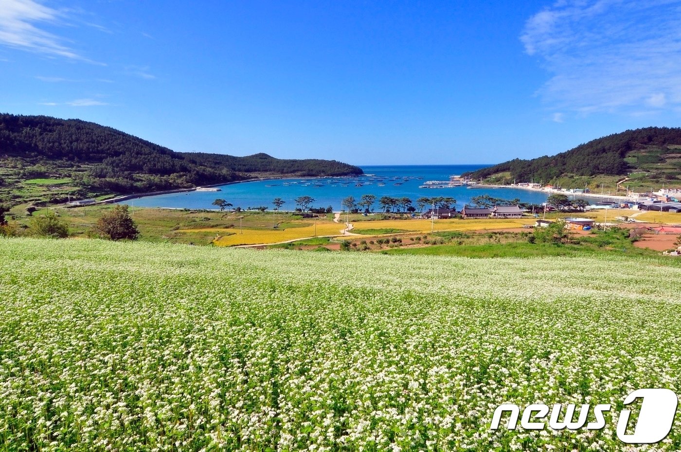 본문 이미지 - 전남 완도 청산도가 소금을 뿌려 놓은 듯 하얀 메밀꽃이 활짝 피어 장관을 이루고 있다..&#40;완도군 제공&#41; 