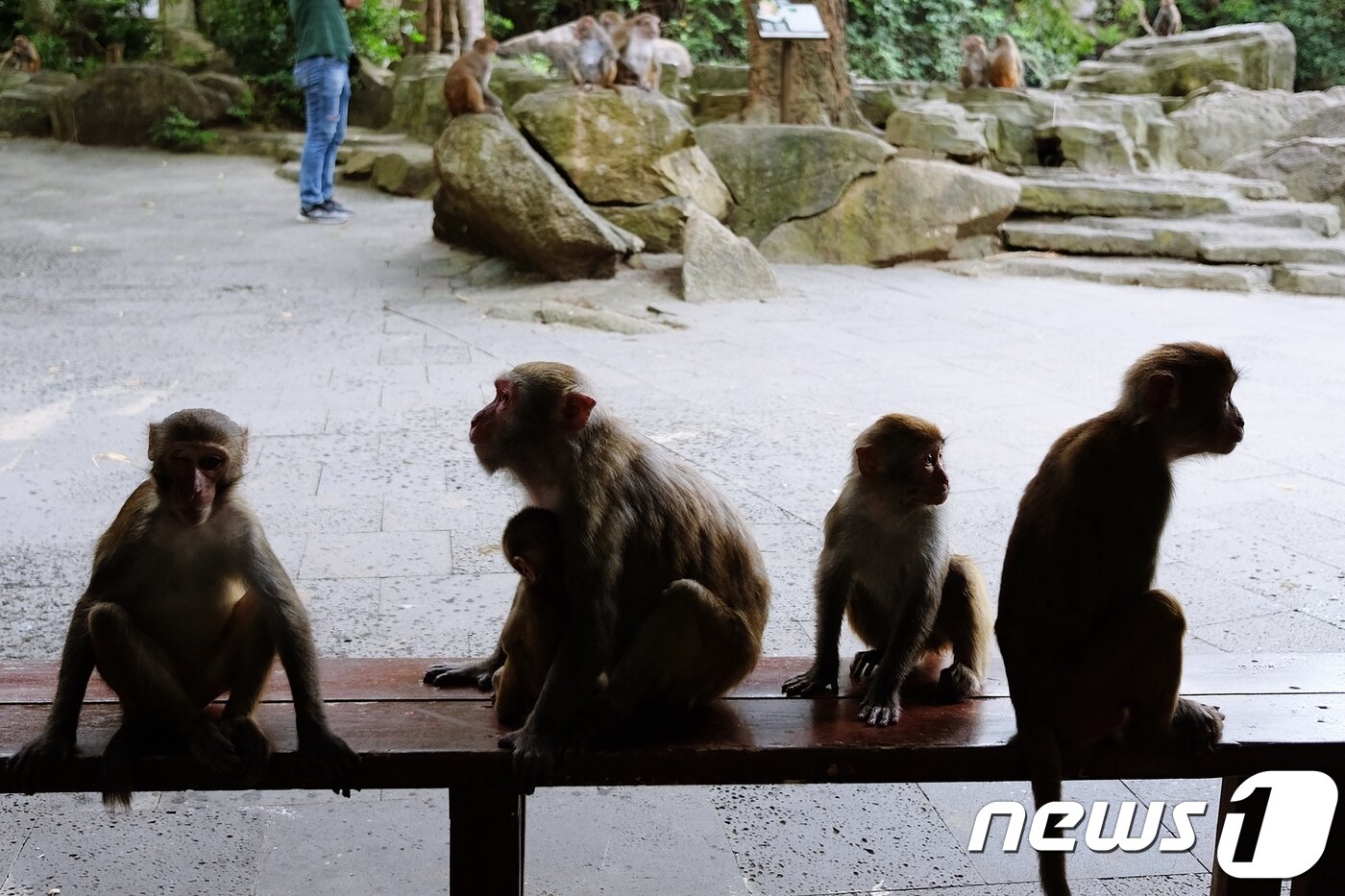 본문 이미지 - 벤치에 나란히 앉아 있는 원숭이들ⓒ News1