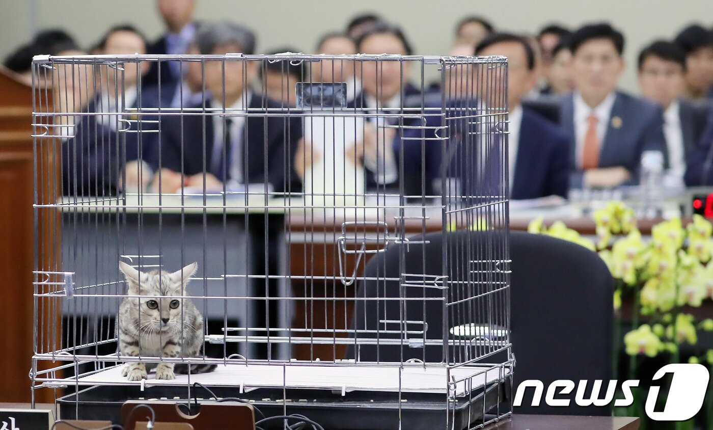 본문 이미지 - 10일 정부세종청사에서 열린 국회 정무위원회 국정감사에서 김진태 자유한국당 의원의 질의를 위해 가져온 벵골고양이가 놓여져 있다. 김 의원 측은 대전동물원에서 퓨마가 탈출, 사살된 것에 대한 질의를 위해 퓨마와 비슷한 벵갈고양이를 가져왔다고 밝혔다. 2018.10.10/뉴스1 ⓒ News1 장수영 기자