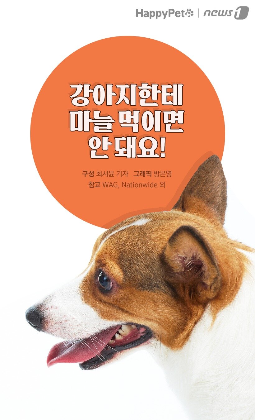 본문 이미지 -  